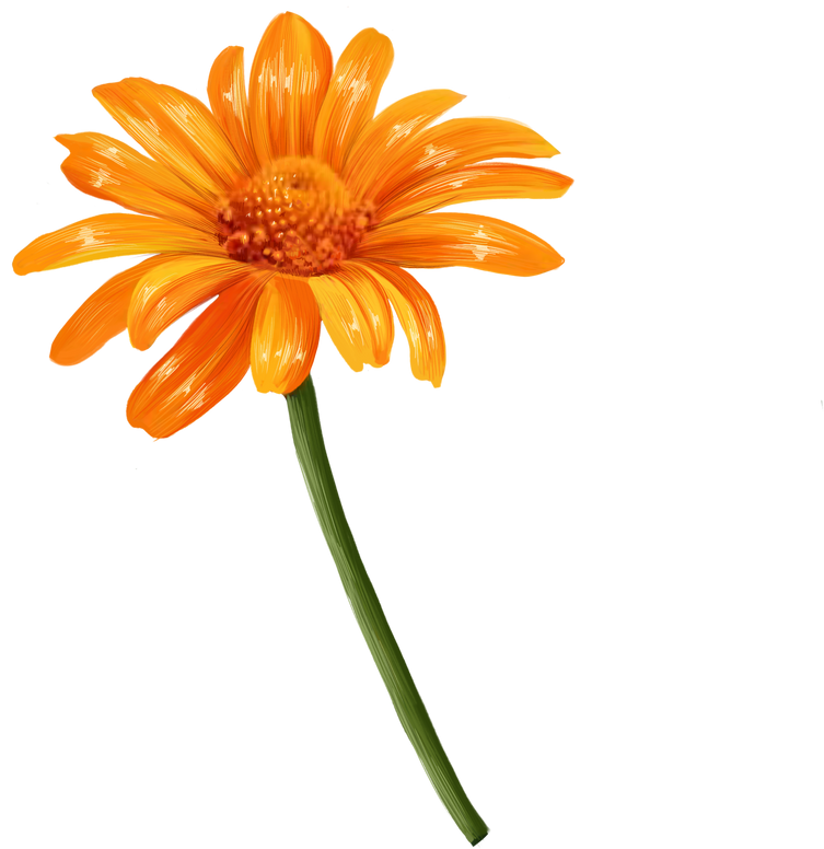 gerbera flower illustration